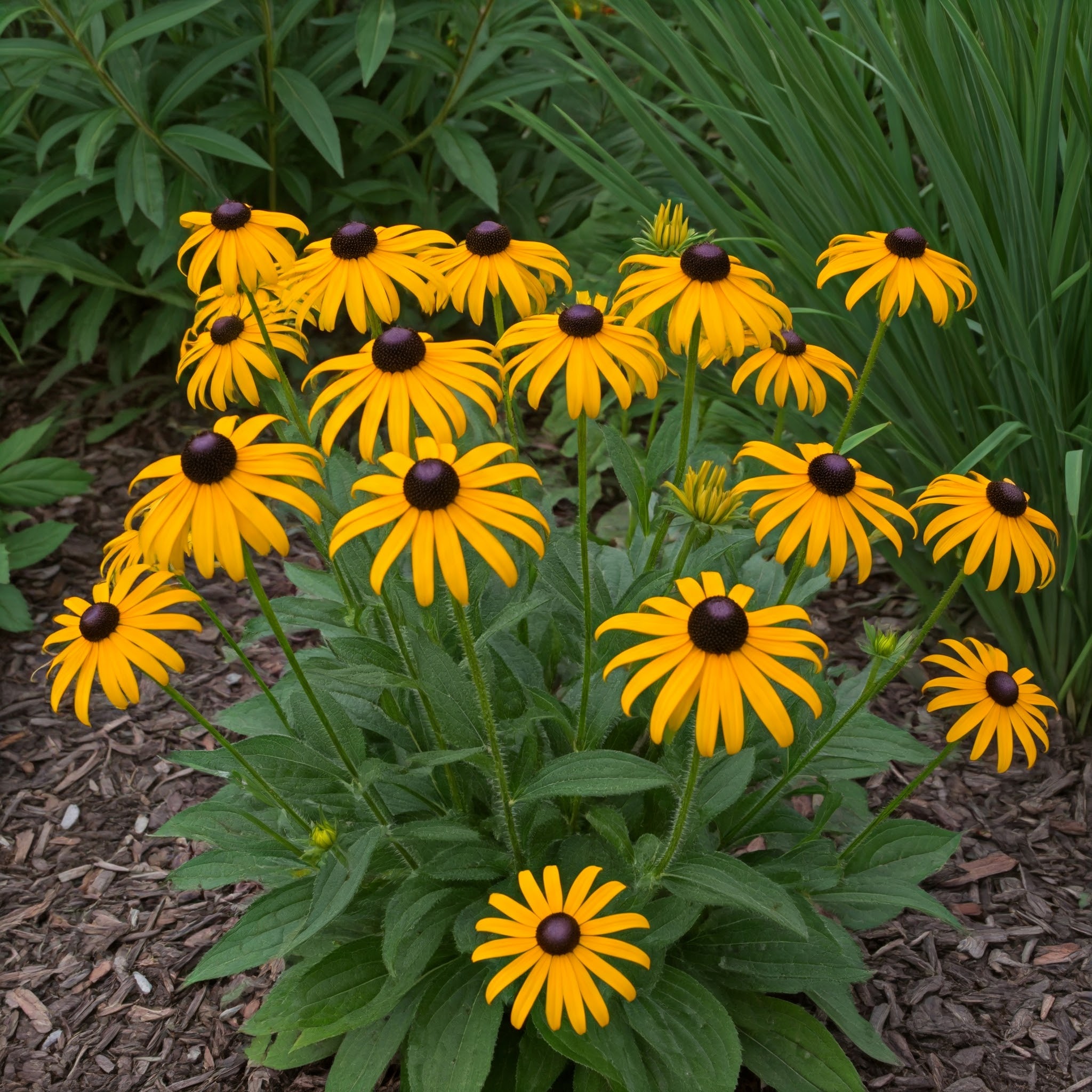 Black-eyed Susan (Rudbeckia hirta)