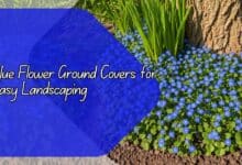 Blue Flower Ground Covers for Easy Landscaping