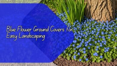 Blue Flower Ground Covers for Easy Landscaping