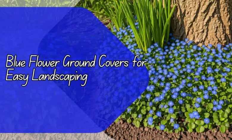 Blue Flower Ground Covers for Easy Landscaping