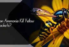 Can Ammonia Kill Yellow Jackets