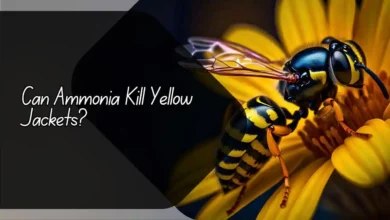 Can Ammonia Kill Yellow Jackets