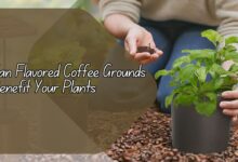 Can Flavored Coffee Grounds Benefit Your Plants