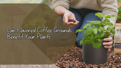 Can Flavored Coffee Grounds Benefit Your Plants