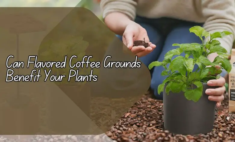 Can Flavored Coffee Grounds Benefit Your Plants