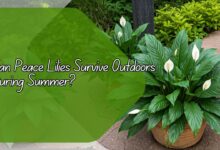 Can Peace Lilies Survive Outdoors During Summer