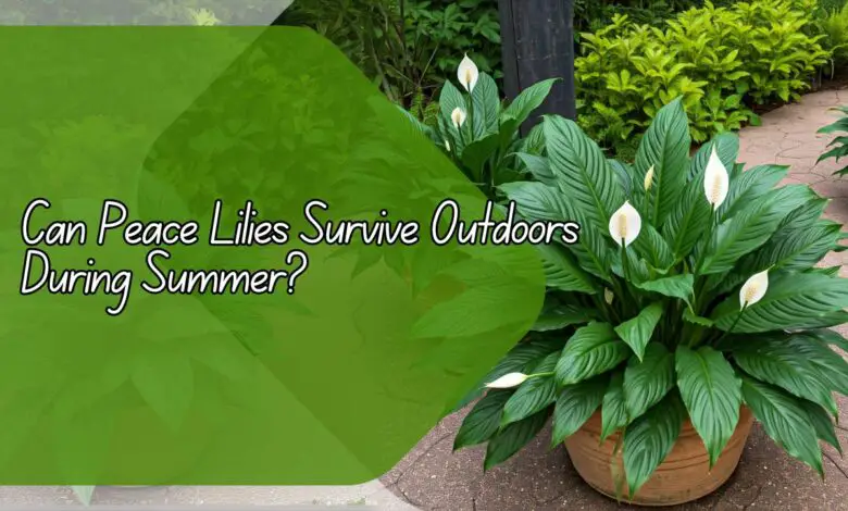 Can Peace Lilies Survive Outdoors During Summer