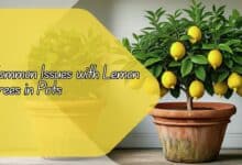 Common Issues with Lemon Trees in Pots