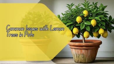 Common Issues with Lemon Trees in Pots