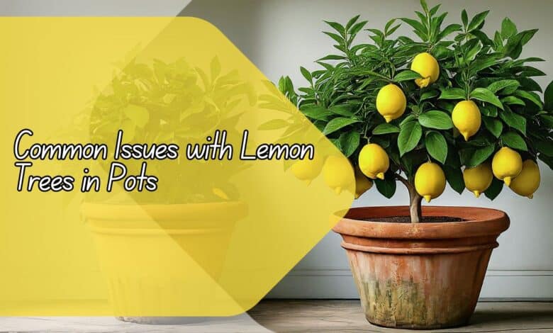 Common Issues with Lemon Trees in Pots