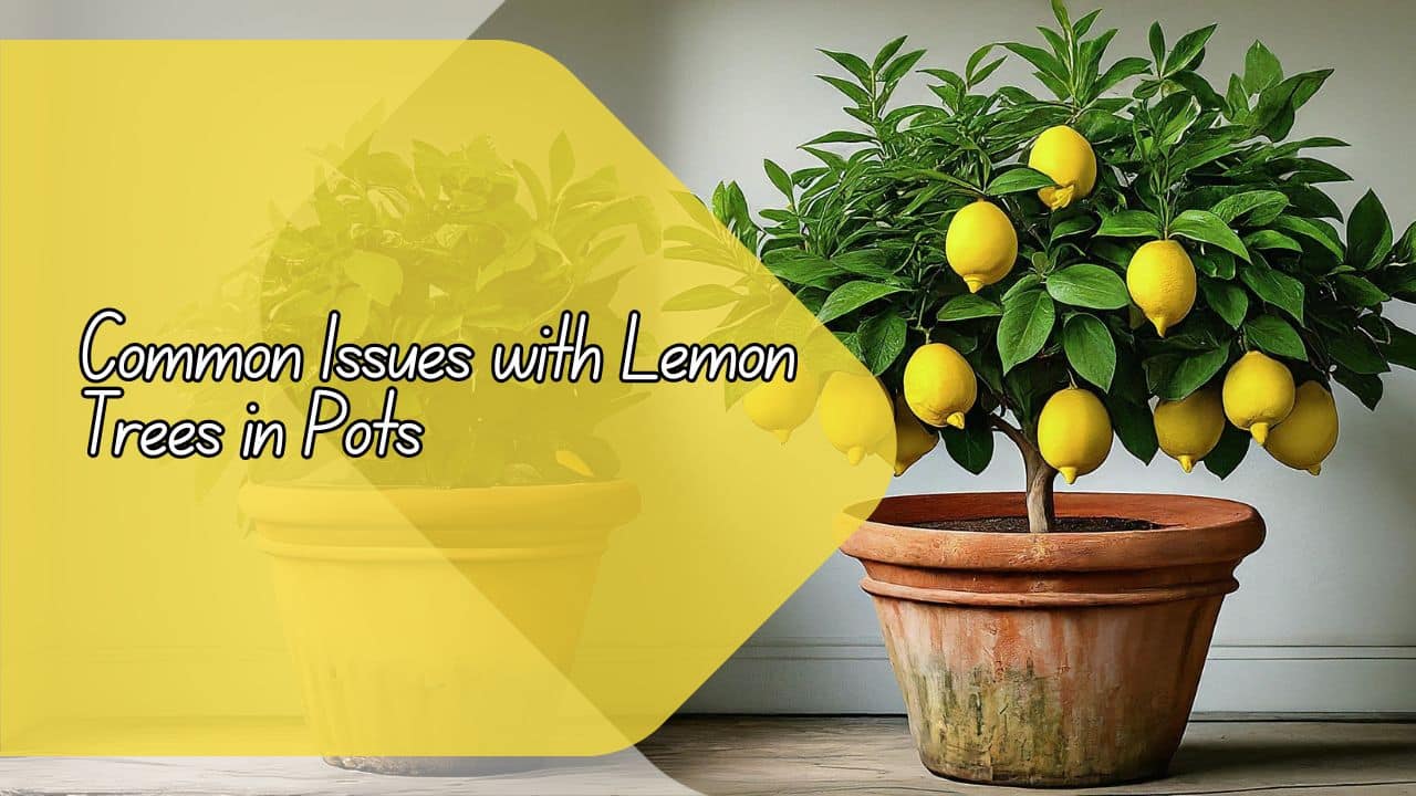 Troubleshooting Common Issues With Lemon Trees In Pots
