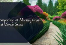 Comparison of monkey grass and mondo grass