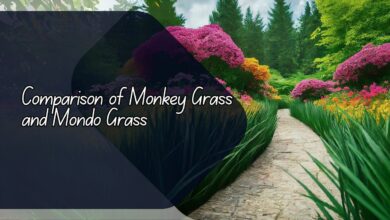 Comparison of monkey grass and mondo grass