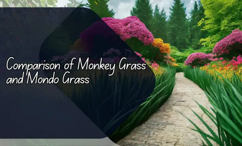 Comparison of monkey grass and mondo grass