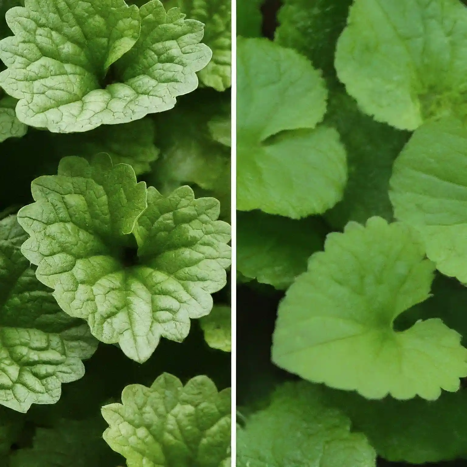 Creeping Charlie and Wild Violet leaves