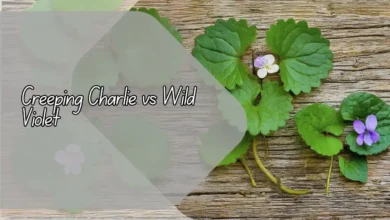 Creeping Charlie vs Wild Violet