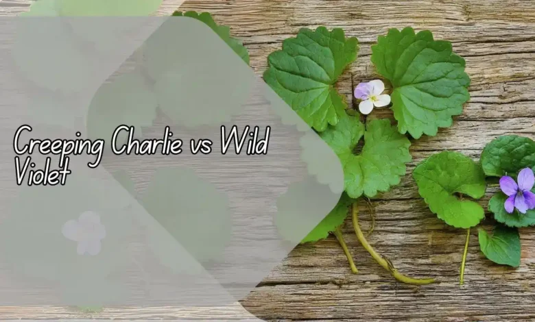 Creeping Charlie vs Wild Violet