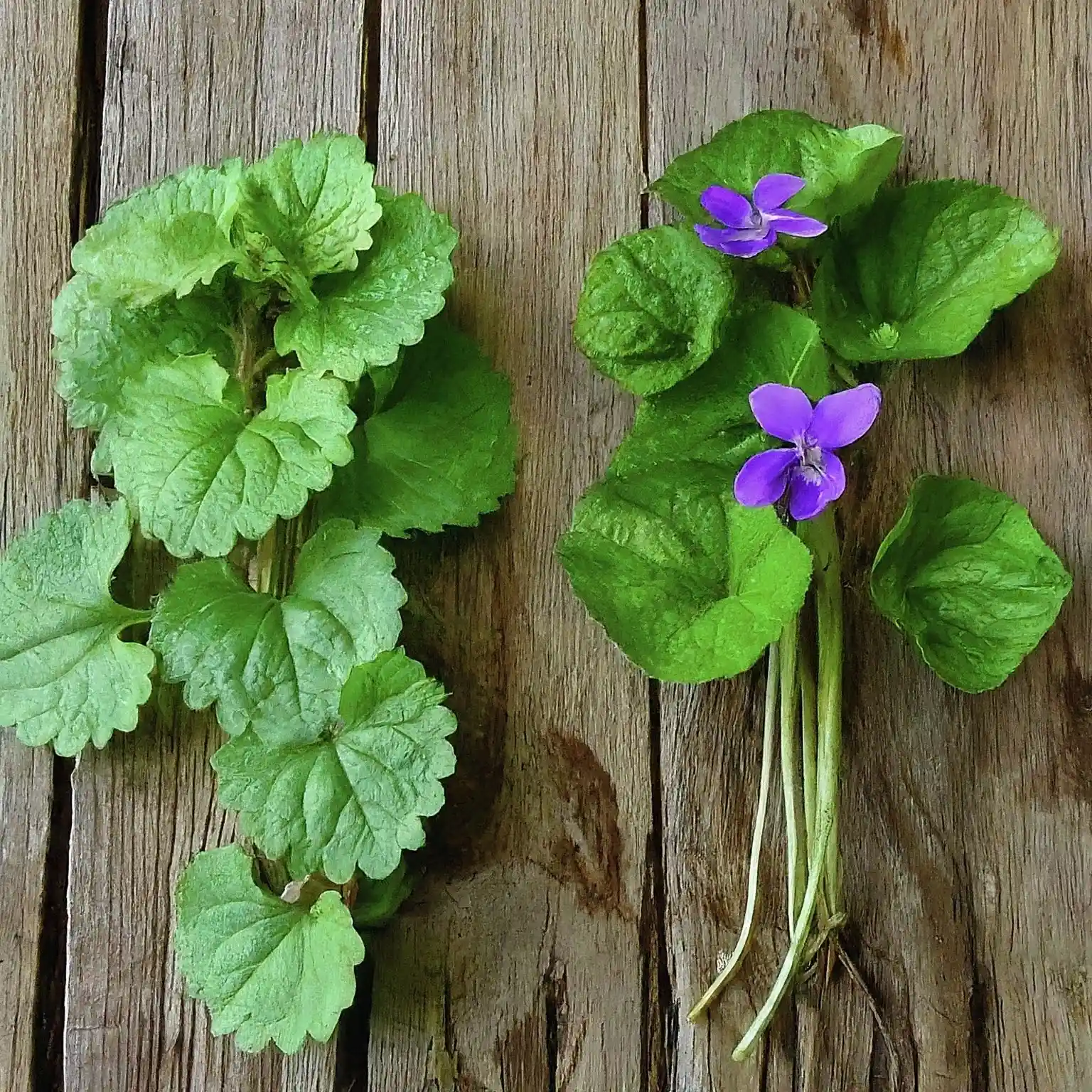 Creeping Charlie vs Wild Violet