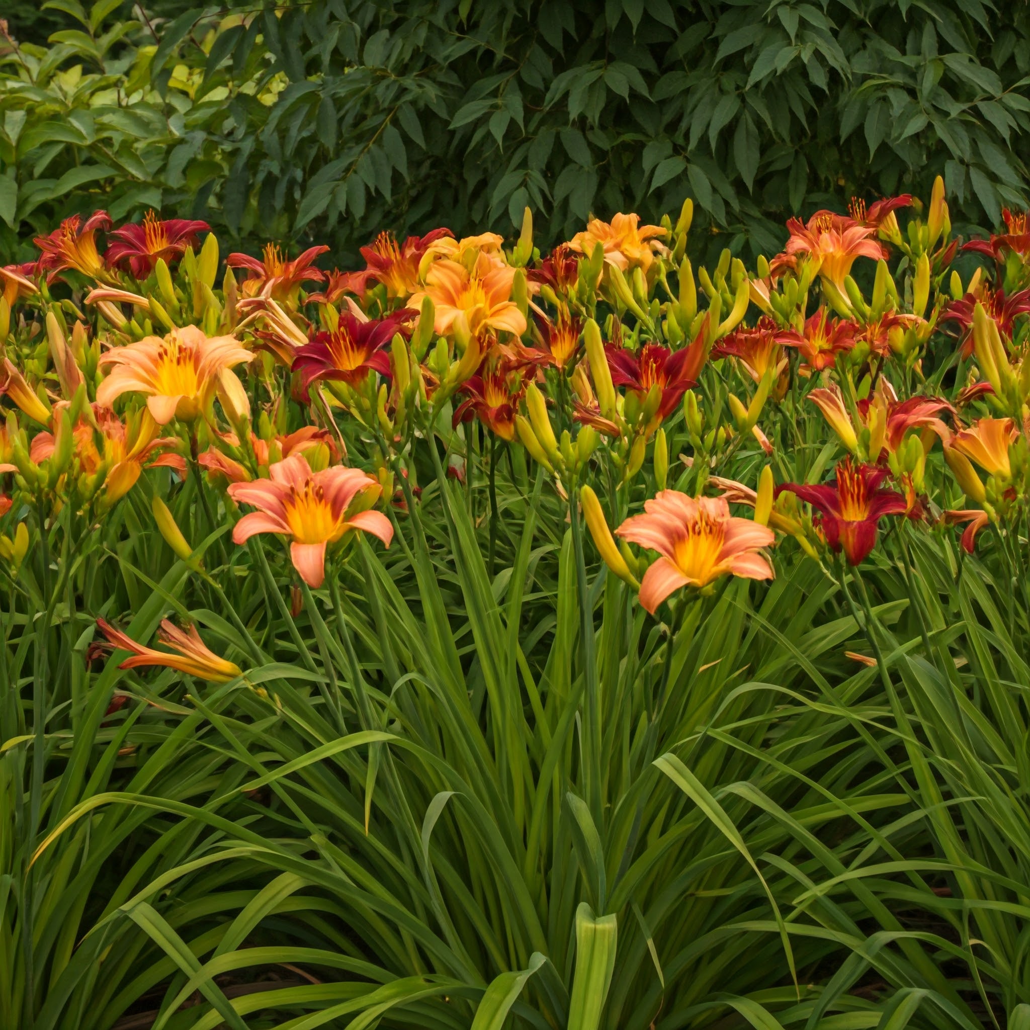 Daylily (Hemerocallis)