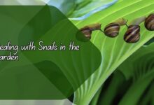 Dealing with Snails in the Garden