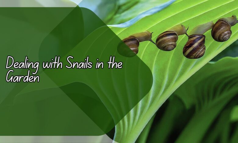 Dealing with Snails in the Garden