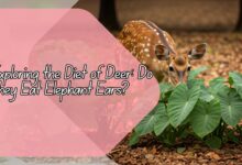 Do Deer Eat Elephant Ears