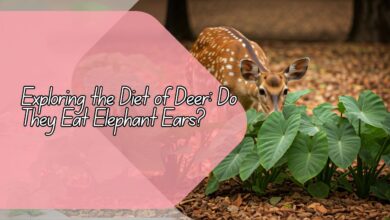 Do Deer Eat Elephant Ears