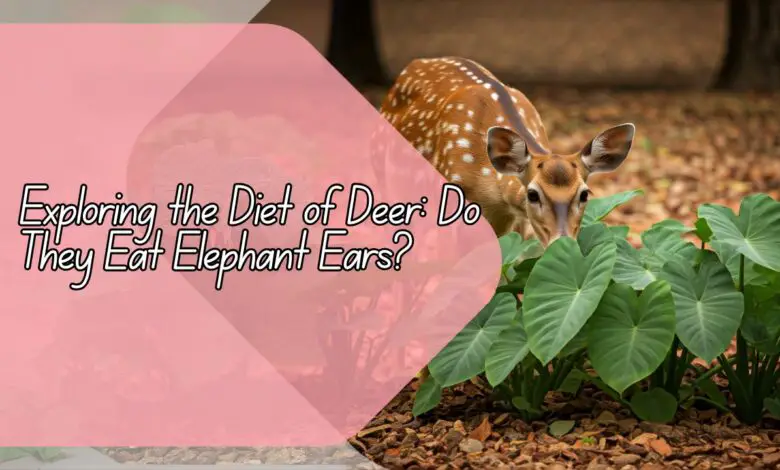 Do Deer Eat Elephant Ears