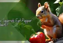 Do Squirrels Eat Pepper Plants