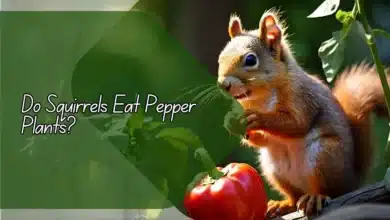 Do Squirrels Eat Pepper Plants