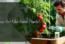 Does Ant Killer Harm Plants