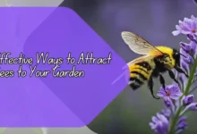 Effective Ways to Attract Bees to Your Garden