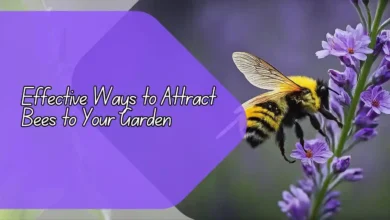 Effective Ways to Attract Bees to Your Garden