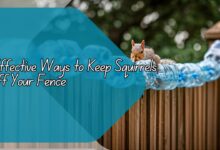 Effective Ways to Keep Squirrels off Your Fence