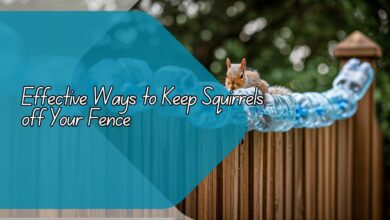 Effective Ways to Keep Squirrels off Your Fence