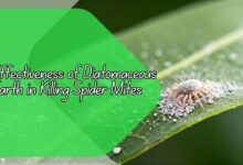 Effectiveness of Diatomaceous Earth in Killing Spider Mites