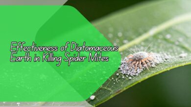 Effectiveness of Diatomaceous Earth in Killing Spider Mites