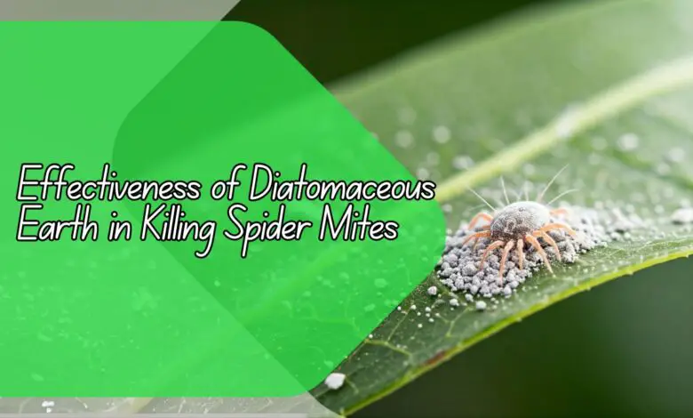 Effectiveness of Diatomaceous Earth in Killing Spider Mites