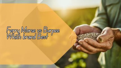 Ferry Morse vs Burpee