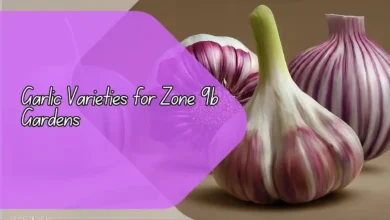Garlic Varieties for Zone 9b Gardens