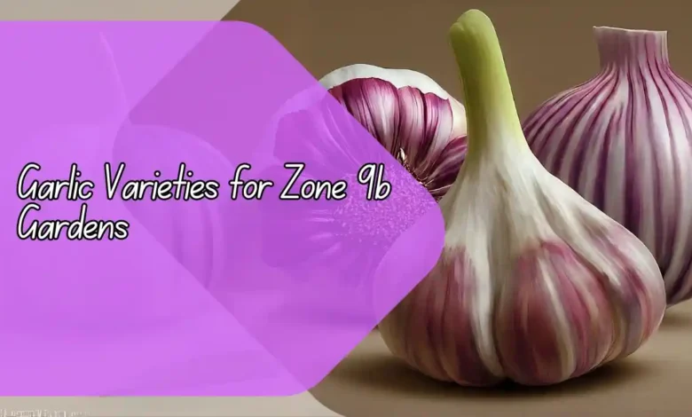 Garlic Varieties for Zone 9b Gardens