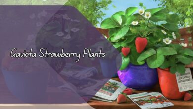 Gaviota Strawberry Plants