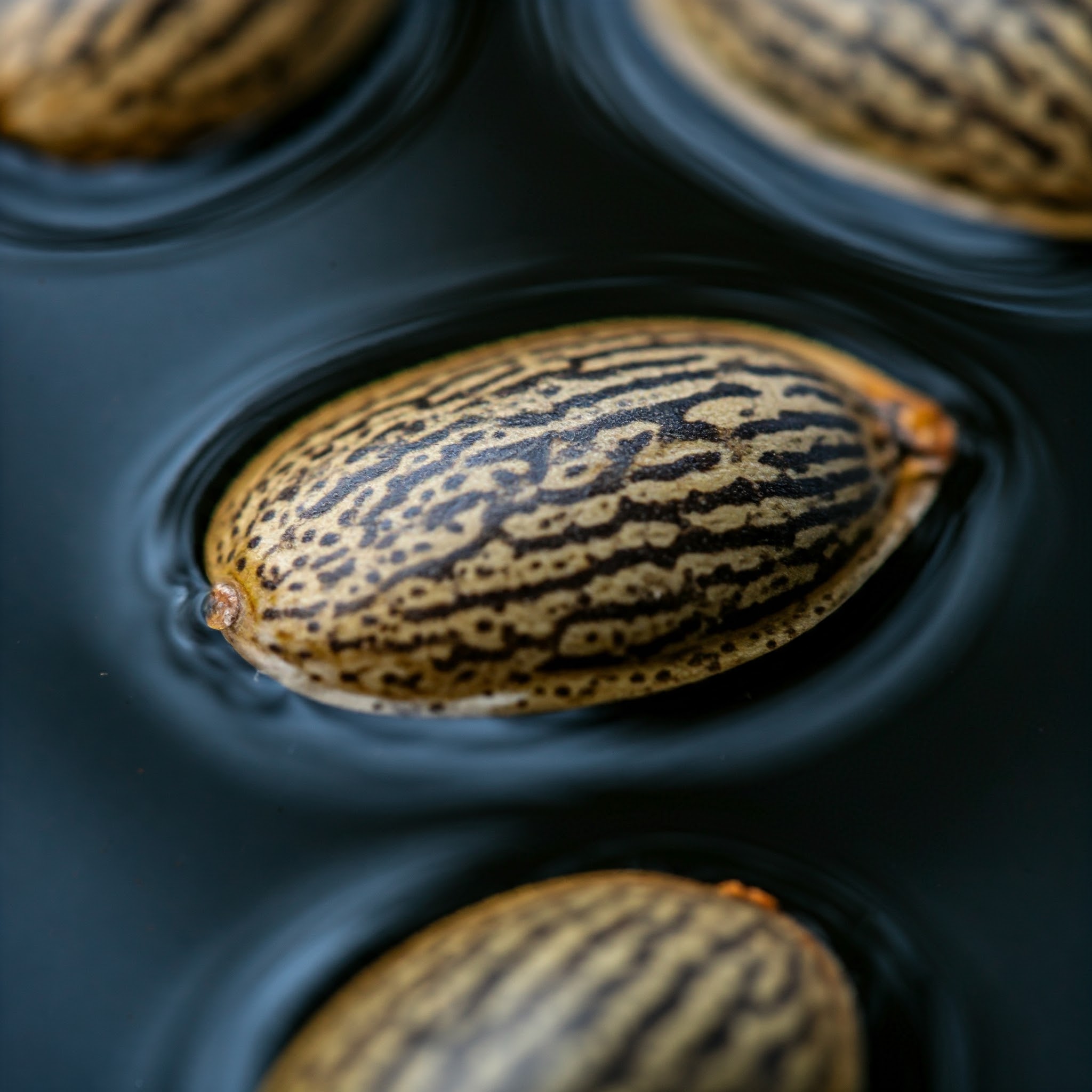 sinking seeds versus floating seeds