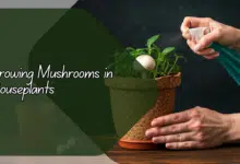 Growing Mushrooms in Houseplants