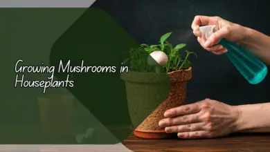 Growing Mushrooms in Houseplants