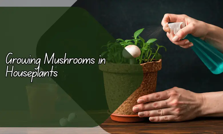 Growing Mushrooms in Houseplants