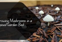 Growing Mushrooms in a Raised Garden Bed