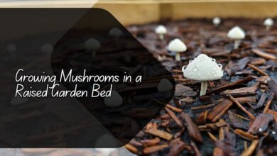 Growing Mushrooms in a Raised Garden Bed