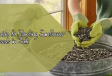 Guide to Planting Sunflower Seeds in Bulk