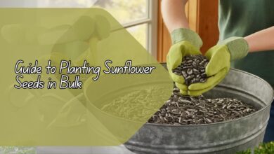 Guide to Planting Sunflower Seeds in Bulk